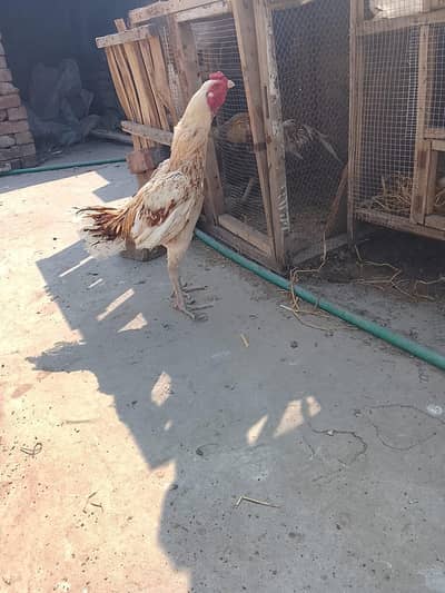 pure burmi male for sale