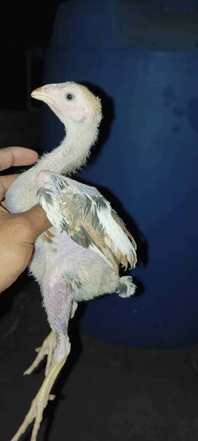 Top quality Aseel lasani lakhe muske chicks for sale