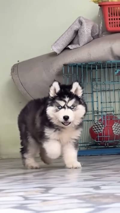 Top Alaskan Husky & Other Breeds Puppies Available