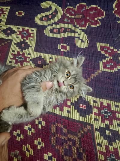 3 months Persian cat