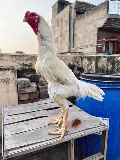 Shamo Breeder Rooster For Sale