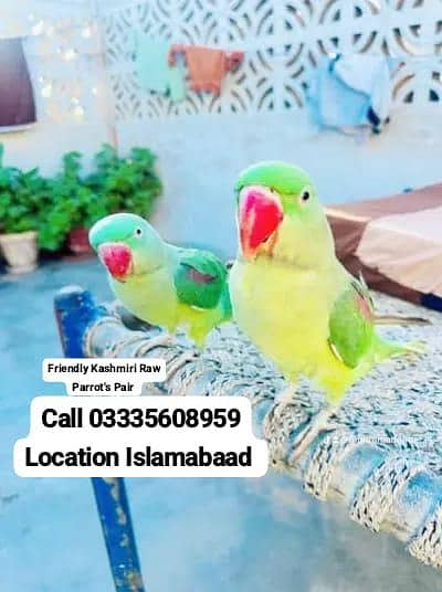 Pair Friendly Kashmiri Raw Parrots Male/Female Full Jumbo Size
