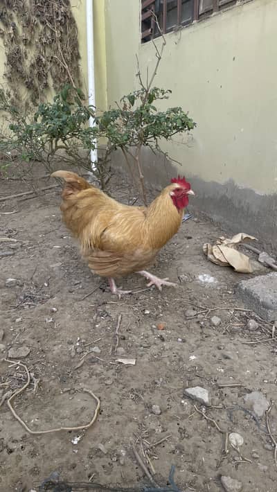 Buff Orpington Male Rooster