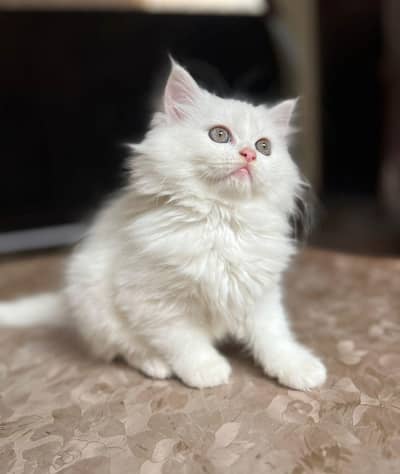 Persian kittens for sale