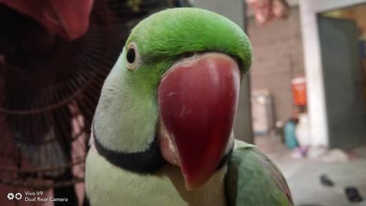 Pahari parrot for sale