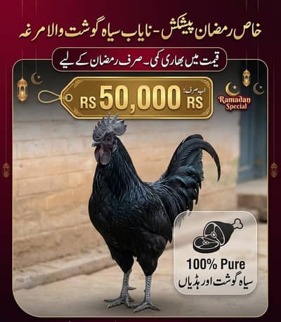 Pure Black Ayam Cemani murgha (Rare Quality) - for sale