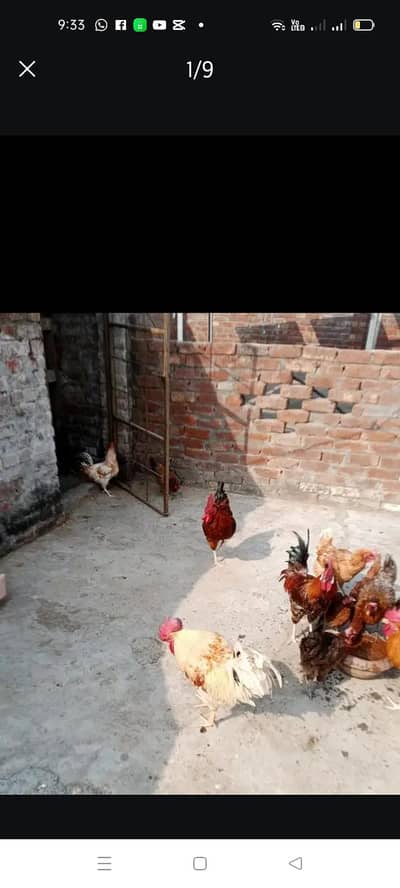 Desi Hens
