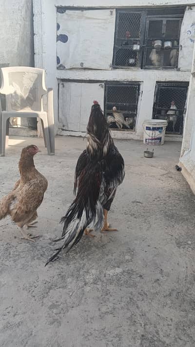 Aseel saleta murgha high quality for sale