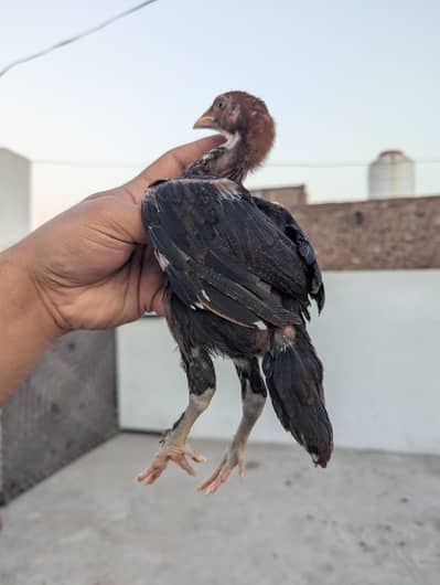 red black lakha aseel permoz chicks 2 month age long height