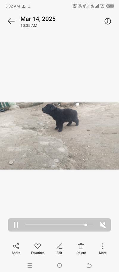 German shaperd black and black ten male and female pups 0346,,9355947