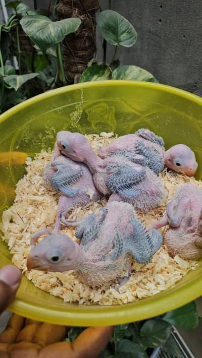 raw parrot chicks