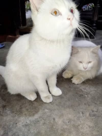 Russian Cat For sale