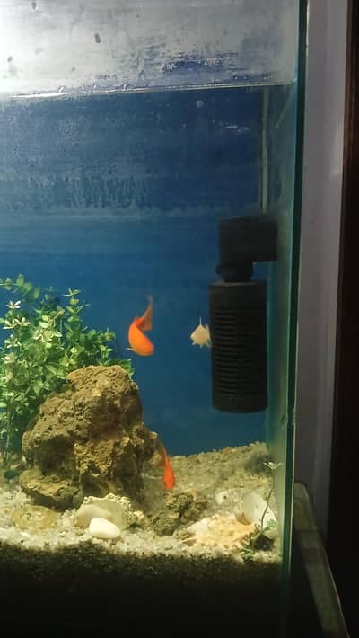 Fish Aquarium to sell with graver