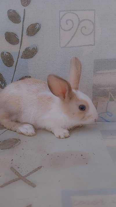 rabbit pairs |color brown and white and  , and white and black