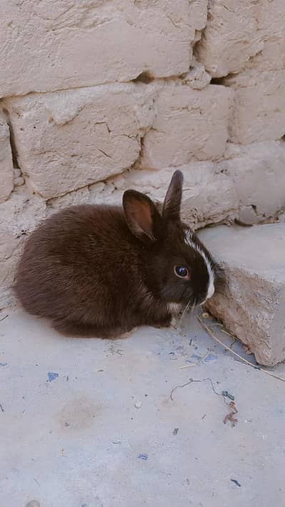 rabbit pairs |color brown and white and  , and white and black