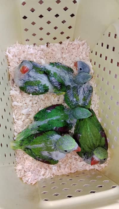 Raw Kashmiri Pahari Jumbo Size Chicks