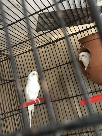 RED EYES BREEDER PAIR FOR SALE