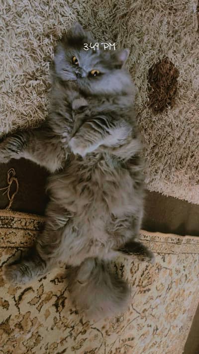 Triple cot male cat for sale color gray very friendly