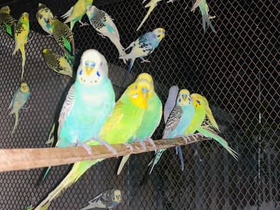 Budgies for sale