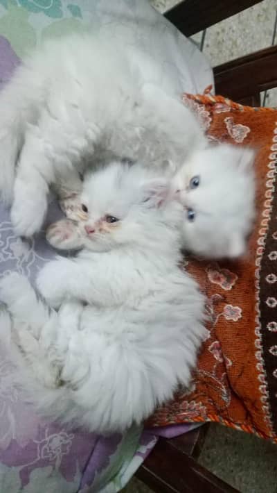 Persian Kittens for Sale