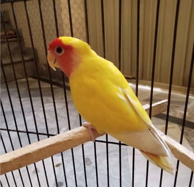 Required Common Lutino Male