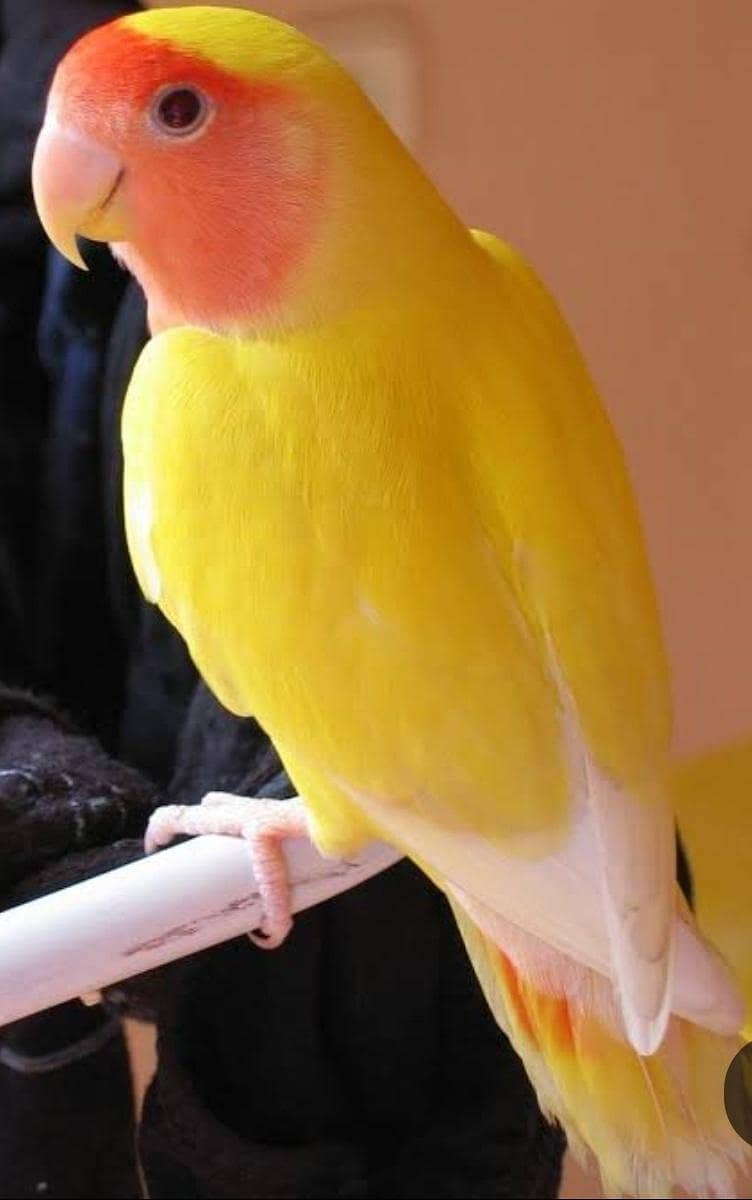 کامن لٹینو فیمیل کا میل سے تبادلہ 1