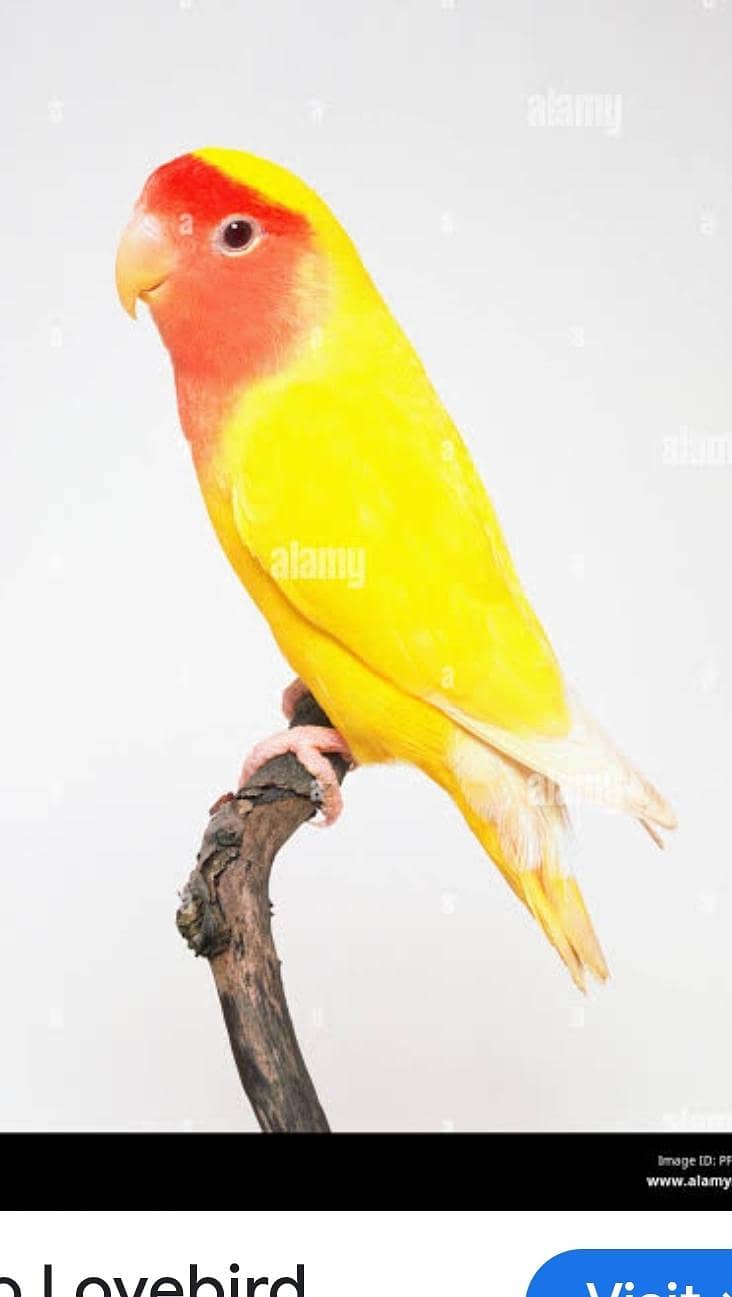 کامن لٹینو فیمیل کا میل سے تبادلہ 2