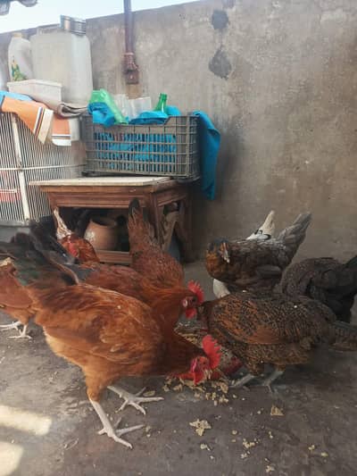 Egg laying Hens Starter.