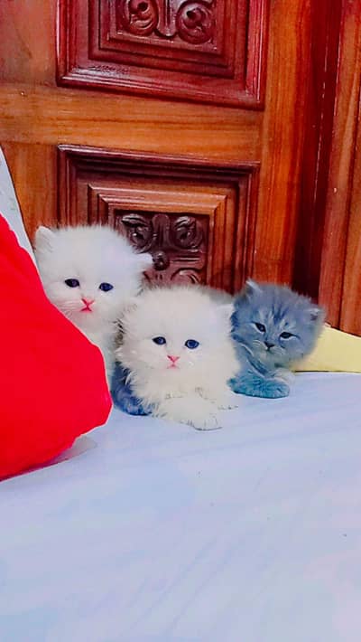 perison cat for sale male female. . . pair
