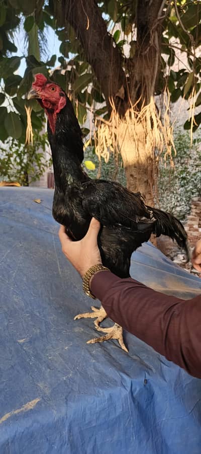 Thai aseel panus pakoye