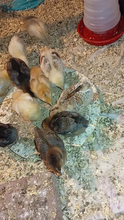 desi misri golden silver black chicks