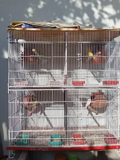 Australian breeder pairs