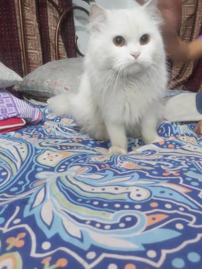 Persian Male Cat Tripple coat , Golden eyes for sale
