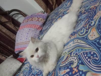 Persian Male Cat Tripple coat , Golden eyes for sale