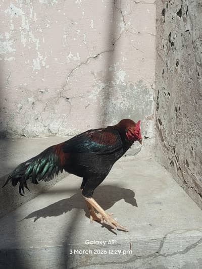 Mianwali Aseel Murgha