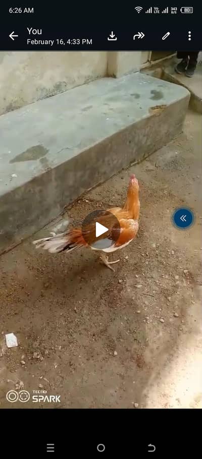 urgent sale Karna ha