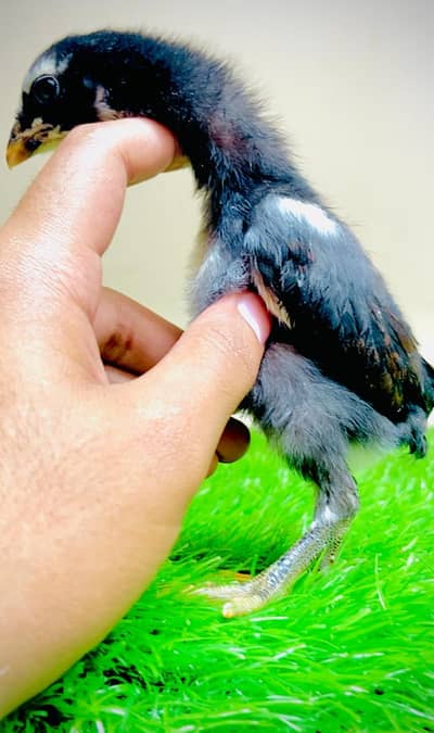 Pure Burmi + Burmi*Panus