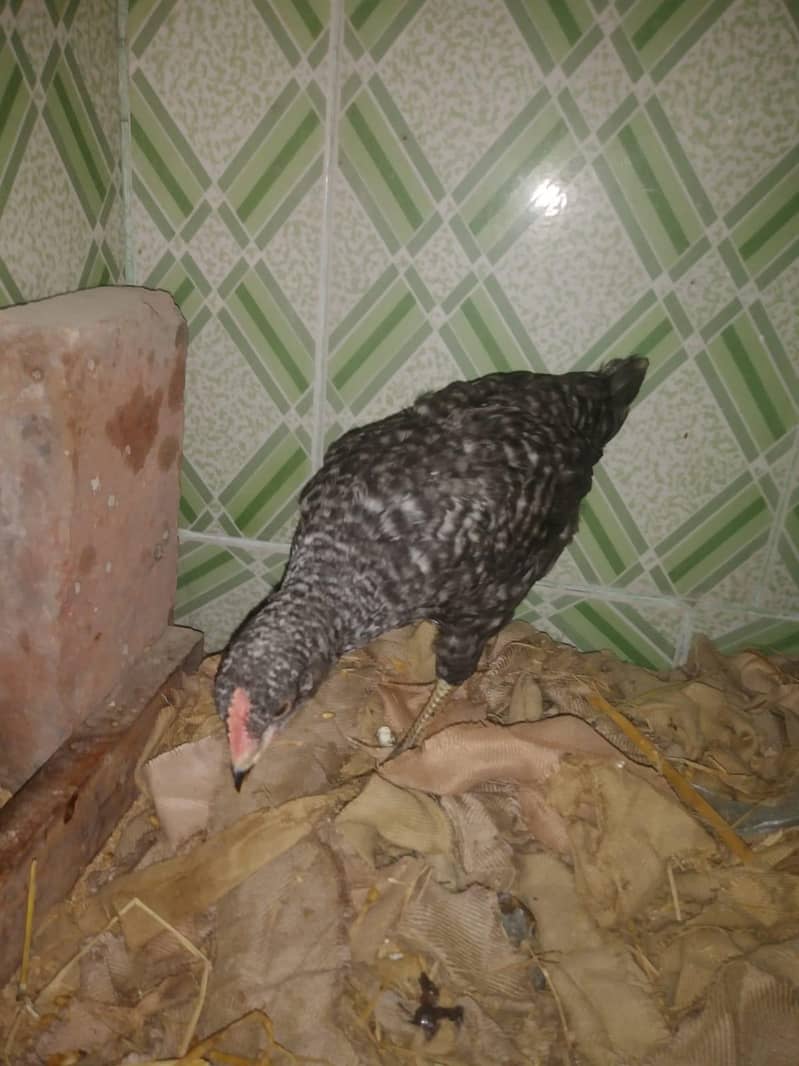 Chicks Available 0