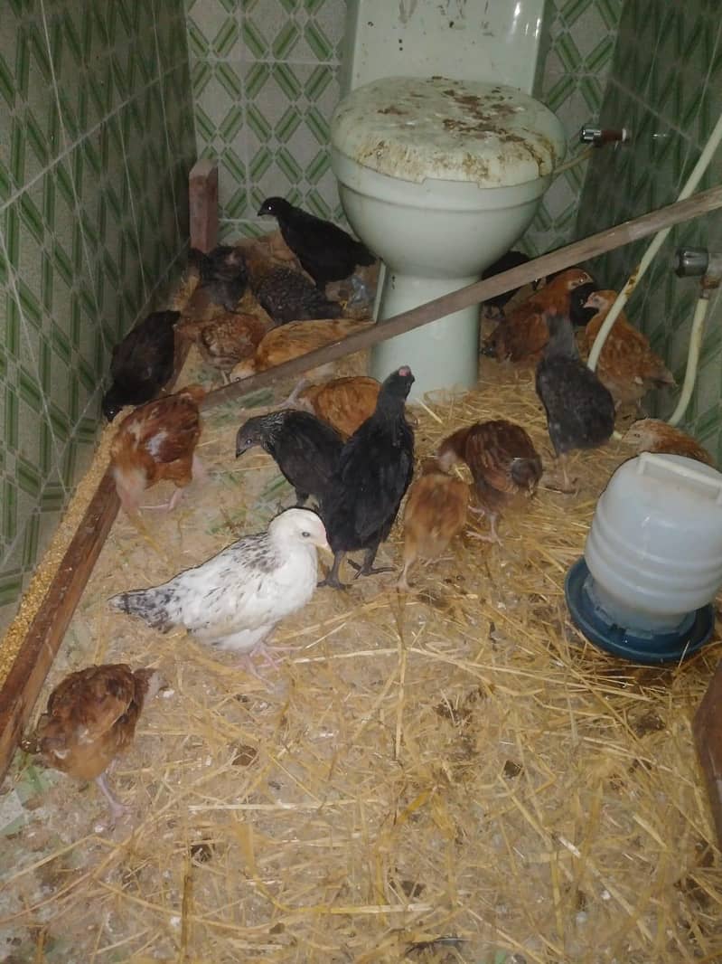 Chicks Available 3