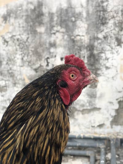 Aseel for sale urgent