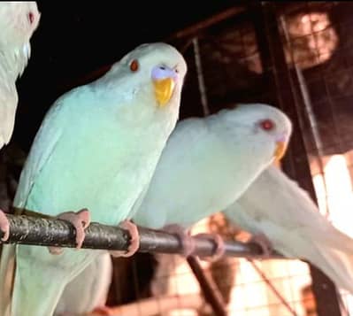 Australian bajri Red eyes