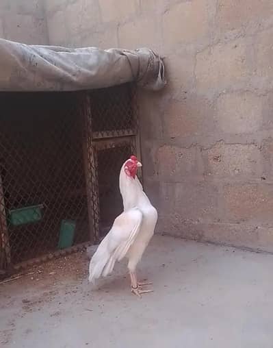 aseel heera top quality male