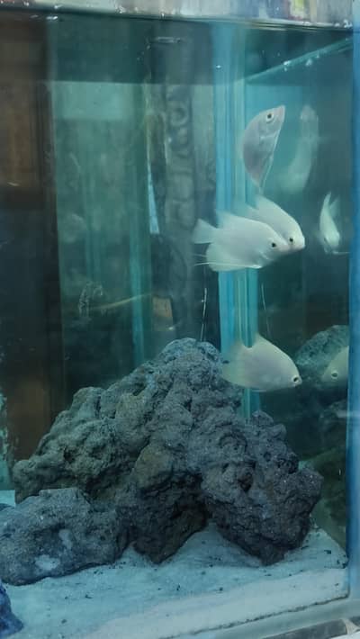 Gaint Gourami red eye