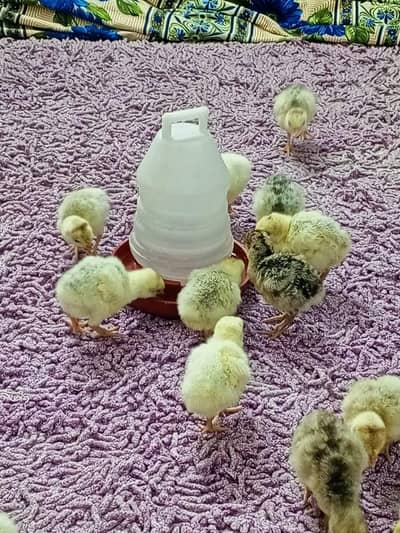Turkey chicks