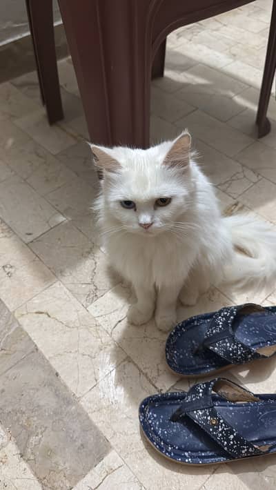 Persian cat triple coated