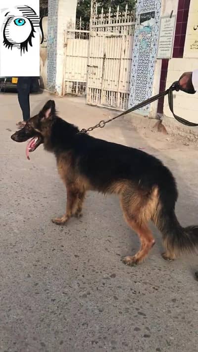 king Size Dog Special Discount  Offers  Rs 80,000