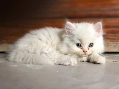 blue eyes Persian kitten