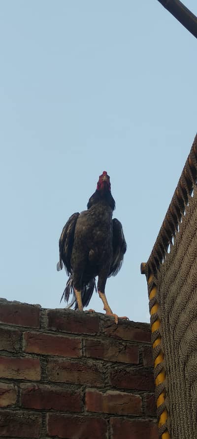 Shamoo cross barmi patha