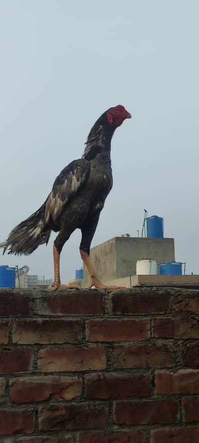 Shamoo cross barmi patha