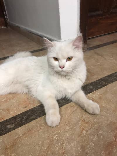 White Persian Cat for Sale